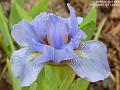 2005-0424iris